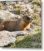 Yellow Bellied Marmot In Rocky Mountain National Park Metal Print