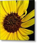 Yellow Bloom Metal Print