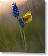 Yellow Butterfly On Grape Hyacinths Metal Print