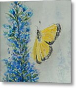 Yellow Cabbage Butterfly Metal Print