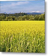 Yellow Canola Crop Metal Print