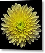 Yellow Chrysanthemum Iii Still Life Flower Art Poster Metal Print