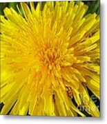 Yellow Dandelion With A Little Heart Metal Print