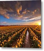 Yellow Fields And Sunset Skies Metal Print