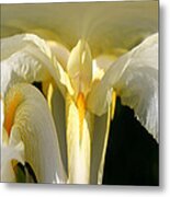 Yellow Iris 102 Metal Print