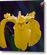 Yellow Iris Metal Print