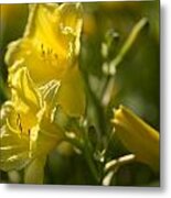 Yellow Lilies 2 Metal Print