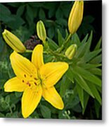 Yellow Lilies Metal Print