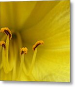 Yellow Lily Detail Metal Print