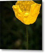 Yellow Poppy Metal Print