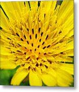 Yellow Salsify Flower Metal Print