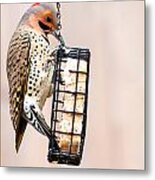 Yellow-shafted Northern Flicker Lunch Metal Print