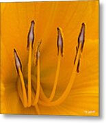 Yellow Stamens Squared Metal Print