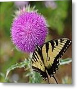 Yellow Swallowtail And The Thistle Metal Print