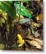 Yellow Tree Frog Metal Print