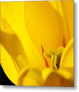 Yellow Tulip Closeup Metal Print