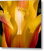 Yellow Tulip Metal Print
