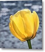 Yellow Tulip Shimmering Water Metal Print