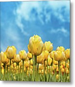Yellow Tulips Against Blue Sky Metal Print