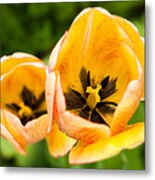 Yellow Tulips Metal Print