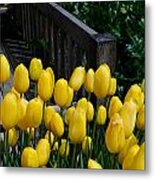 Yellow Tulips Metal Print