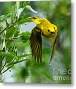 Yellow Warbler Takes Flight Metal Print