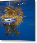 Yellowfin Tuna And Kelp Nine-mile Bank Metal Print