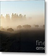 Yellowstone Bison In Early Morning Fog Metal Print