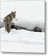 Yellowstone Coyote Metal Print