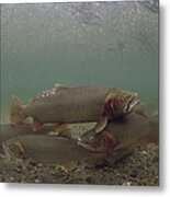 Yellowstone Cutthroat Trout In Stream Metal Print