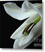 Young And Pure Metal Print