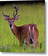 Young Buck Metal Print