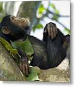 Young Chimpanzee Relaxing In A Tree, Wildlife Shot, Gombe/tanzania Metal Print
