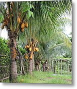 Young Coconut Trees Metal Print