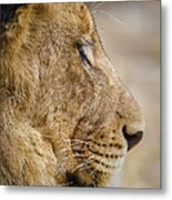 Young Male Lion Resting Metal Print