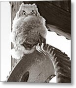 Young Owl On Wheel Metal Print