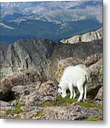 Young Rocky Mountain Goat Metal Print