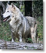 Young Wolf Metal Print