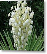 Yucca Blossoms Metal Print