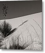 Yucca In The Sand I Metal Print