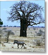 Zebra Baobab Tree Metal Print