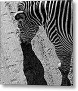 Zebra Metal Print