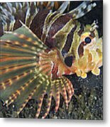 Zebra Lionfish Lembeh Straits Metal Print