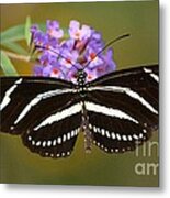 Zebra Longwing Metal Print