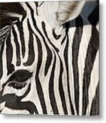 Zebra Metal Print