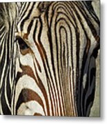 Zebra Up Close And Personal Metal Print