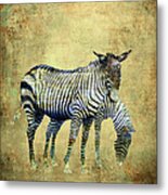 Zebras Grazing Metal Print