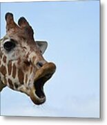Zootography Giraffe Honking Metal Print