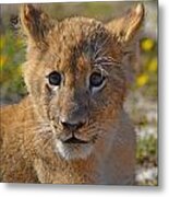 Zootography3 Zion The Lion Cub Metal Print