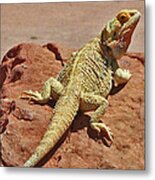 Horned Lizard Metal Print